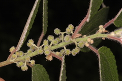 Debregeasia longifolia